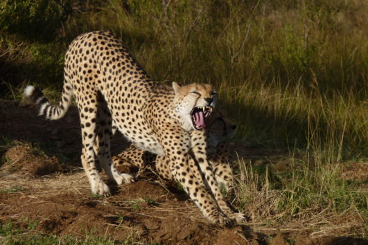 2 Tage Flugsafari Masai Mara von Nairobi und zurück