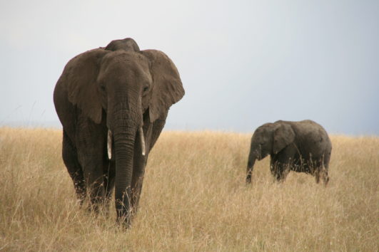 3 Tage Flugsafari Masai Mara ins Sarabi Wild von Diani und zurück (01.07. - 31.12.2025)